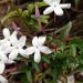 Sadnice - sobne biljke: Sobni mirišljavi jasmin (Jasminum polyanthum) 2 god., slika2