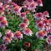 Perene: Ehinacea - Echinacea Butterfly kisses 2 god., slika1