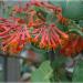 Sadnice - puzavice: Orlovi nokti CRVENI - Lonicera Scarlet, slika1