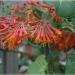 Sadnice - puzavice: Orlovi nokti CRVENI - Lonicera Scarlet 1.god., slika3