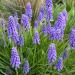 Lukovice: Muscari armeniacum, slika2