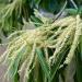 Sadnice - drveće: Pitomi kesten - Castanea sativa, slika3
