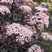 Sadnice - žbunaste vrste: Crna zova – Sambucus nigra Black lace, slika3
