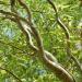 Sadnice - drveće: Kovrdžava vrba - Salix matsudana Tortuosa, slika2