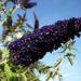 Sadnice - žbunaste vrste: Letnji jorgovan - Buddleja davidii Black Knight 1 god., slika1