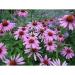 Perene: Ehinacea - Echinacea purpurea SADNICE 1 god., slika3