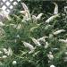 Sadnice - žbunaste vrste: Letnji jorgovan - Buddleja White Profusion 1 god., slika1