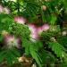 Sadnice - drveće: Albicija - Albizia julibrissin 1 god, slika1