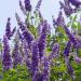 Sadnice - žbunaste vrste: Konopljika, divlji biber (Vitex agnus castus), slika2