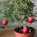 Sadnice - žbunaste vrste: Patuljasti nar - Punica granatum var. nana, slika2