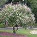 Sadnice - žbunaste vrste: Konopljika, divlji biber (Vitex alba) 1.god, slika2