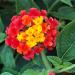 Sadnice - žbunaste vrste: Lantana camara Lucky Red, slika1