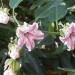 Sadnice - puzavice: Araujia sericifera 2 god., slika2