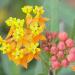 Sadnice - žbunaste vrste: Asclepias curassavica - žuta - Grčki lijander, slika3