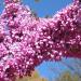 Seme žbunastih vrsta: Judino drvo - Cercis siliquastrum - SEME, slika2