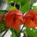 Sadnice - sobne biljke: Abutilon, slika2