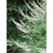 Sadnice - žbunaste vrste: Konopljika, divlji biber (Vitex alba) 1.god, slika1