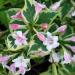 Sadnice - žbunaste vrste: Jasmin - Weigela Šarenlisna 2 god., slika3