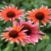 Perene: Ehinacea - Echinacea flamingo, slika2