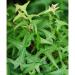 Sadnice - puzavice: Bršljan sitnolisni - Hedera Sagittifolia, slika2