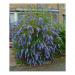 Sadnice - žbunaste vrste: Letnji jorgovan - Buddleja davidii `Nanho Blue` 2GOD, slika3