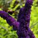 Sadnice - žbunaste vrste: Letnji jorgovan - Buddleja davidii Black Knight 1 god., slika3