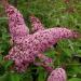 Sadnice - žbunaste vrste: Letnji jorgovan - Buddleja davidii Pink Delight 2 god, slika3
