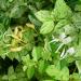 Sadnice - puzavice: Orlovi nokti - Lonicera japonica Mint Crisp, slika1
