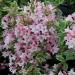 Sadnice - žbunaste vrste: Jasmin - Weigela Šarenlisna, slika3