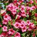 Sadnice - žbunaste vrste: JASMIN BORDE BOJE - WEIGELA 1 god., slika2
