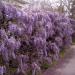 Sadnice - puzavice: Plava kiša - Wisteria sinensis 3 GOD., slika3