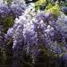 Sadnice - puzavice: Plava kiša - Wisteria sinensis 2 GOD., slika1