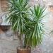 Sadnice - sobne biljke: Drvo zivota – Yucca elephantipes, slika1