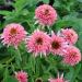 Perene: Ehinacea - Echinacea Butterfly kisses 2 god., slika3