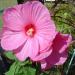 Sadnice - žbunaste vrste: Močvarni hibiscus Pink - Hibiscus moscheutos, slika2