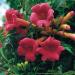 Sadnice - puzavice: Tekoma - Campsis radicans Flamenco 2.god, slika3
