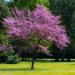Sadnice - drveće: Judino drvo - Cercis siliquastrum 2 god, slika3