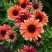 Seme cveća: Ehinacea - Echinacea flamingo SEME, slika2