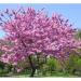 Sadnice - drveće: Judino drvo - Cercis siliquastrum, slika3
