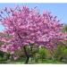 Seme žbunastih vrsta: Judino drvo - Cercis siliquastrum - SEME, slika3