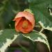 Sadnice - sobne biljke: Abutilon - Souvenir de bonn, slika1