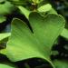 Sadnice - drveće: Ginko biloba, slika2