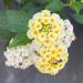 Sadnice - žbunaste vrste: Lantana camara Alba, slika1