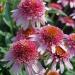 Perene: Ehinacea - Echinacea Butterfly kisses 2 god., slika2