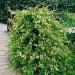 Sadnice - puzavice: Orlovi nokti - Lonicera japonica Mint Crisp, slika2