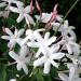 Sadnice - sobne biljke: Sobni mirišljavi jasmin (Jasminum polyanthum) 2 god., slika3