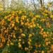 Sadnice - žbunaste vrste: Kerria japonica – pleniflora, slika2