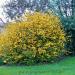 Sadnice - žbunaste vrste: Keria japonica – pleniflora 1.god., slika1