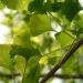 Sadnice - drveće: Ginko biloba, slika3