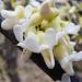 Sadnice - drveće: Judino drvo - Cercis siliquastrum alba 2 god., slika2
